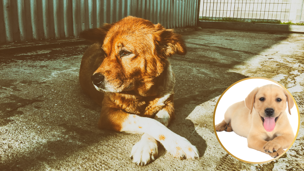 Why Do Dogs Cross Their Paws and Sit?