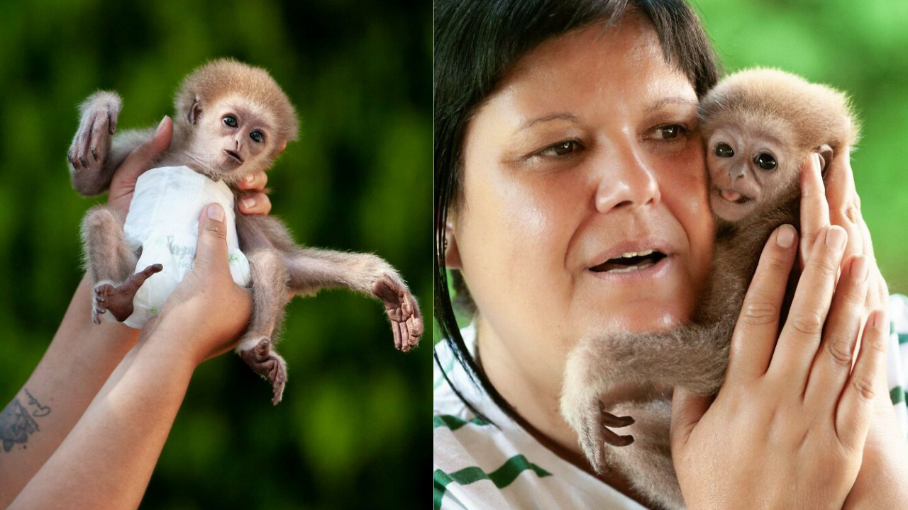 Injured and Abandoned, Baby Gibbon Miki Finds Love in the Arms of a Surrogate Mom