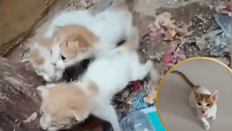 Abandoned in a Dumpster, This Tiny Kitten Fought for Life—and Found a Forever Home