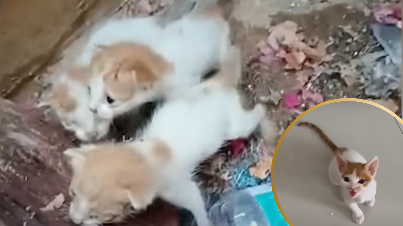 Abandoned in a Dumpster, This Tiny Kitten Fought for Life—and Found a Forever Home