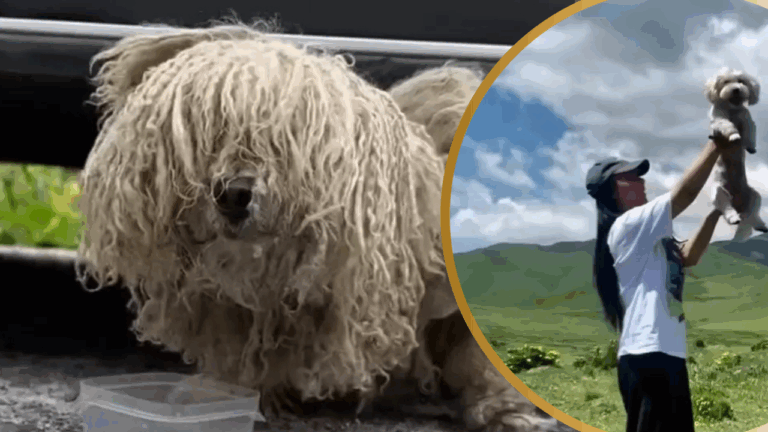 Starving and Severely Matted Dog is Finally Rescued by Strangers