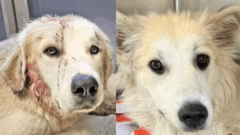 Shot in the Head and Left for Dead, This Brave Dog Survived Thanks to a Loyal Friend Who Refused to Leave Her Side