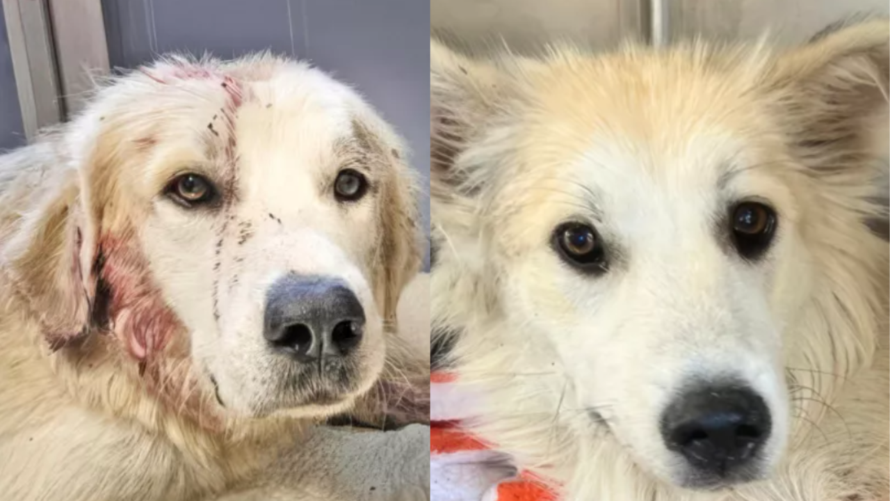 Shot in the Head and Left for Dead, This Brave Dog Survived Thanks to a Loyal Friend Who Refused to Leave Her Side