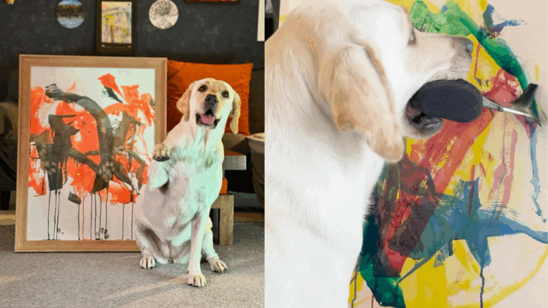Meet Dali: The Rescue Labrador from India Who Paints Her Way Into Hearts