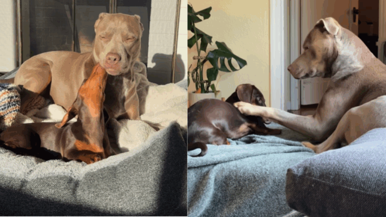 Gentle Pit Bull Is the Best Big Sister to Her Tiny Dachshund Sibling