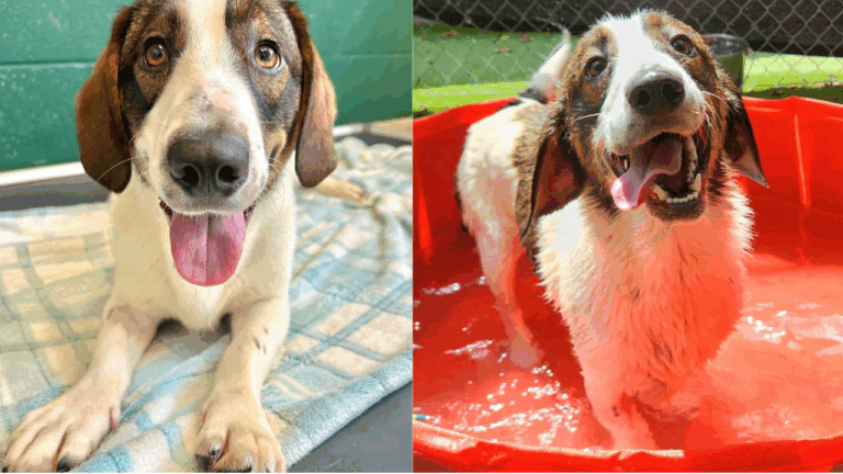 Highly Energetic Shelter Dog Gets Returned Twice for Being 'Too Playful'—But Finally Found the Home of His Dreams