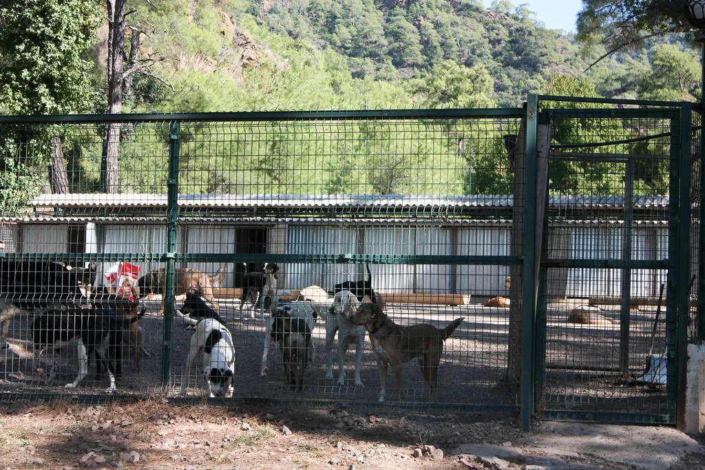 The Bigger Picture: Shelters and Social Media