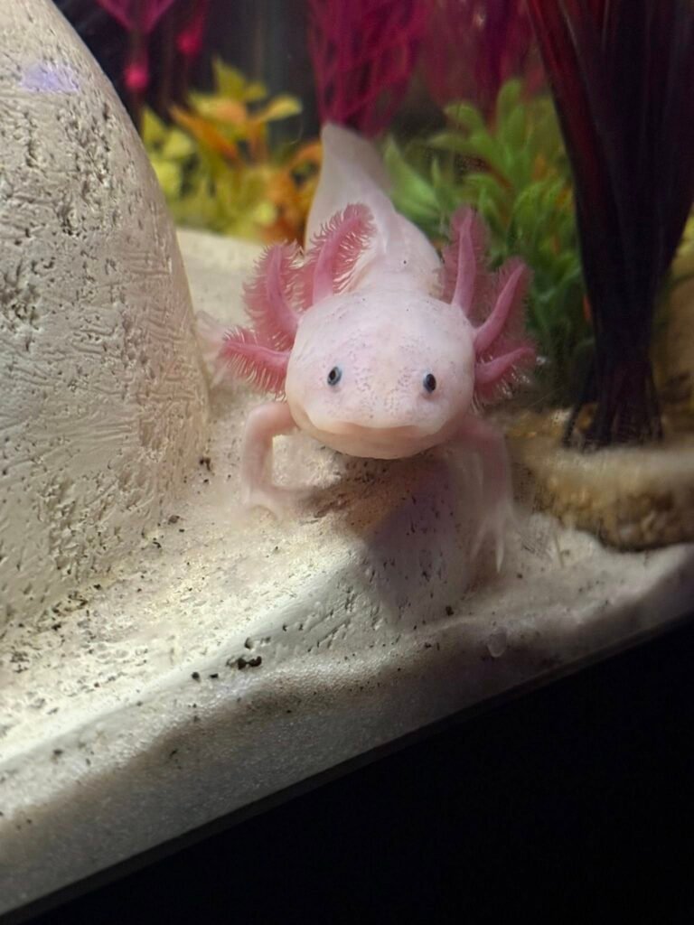 Axolotls Thriving in the Wild of Mexico After Captive Breeding