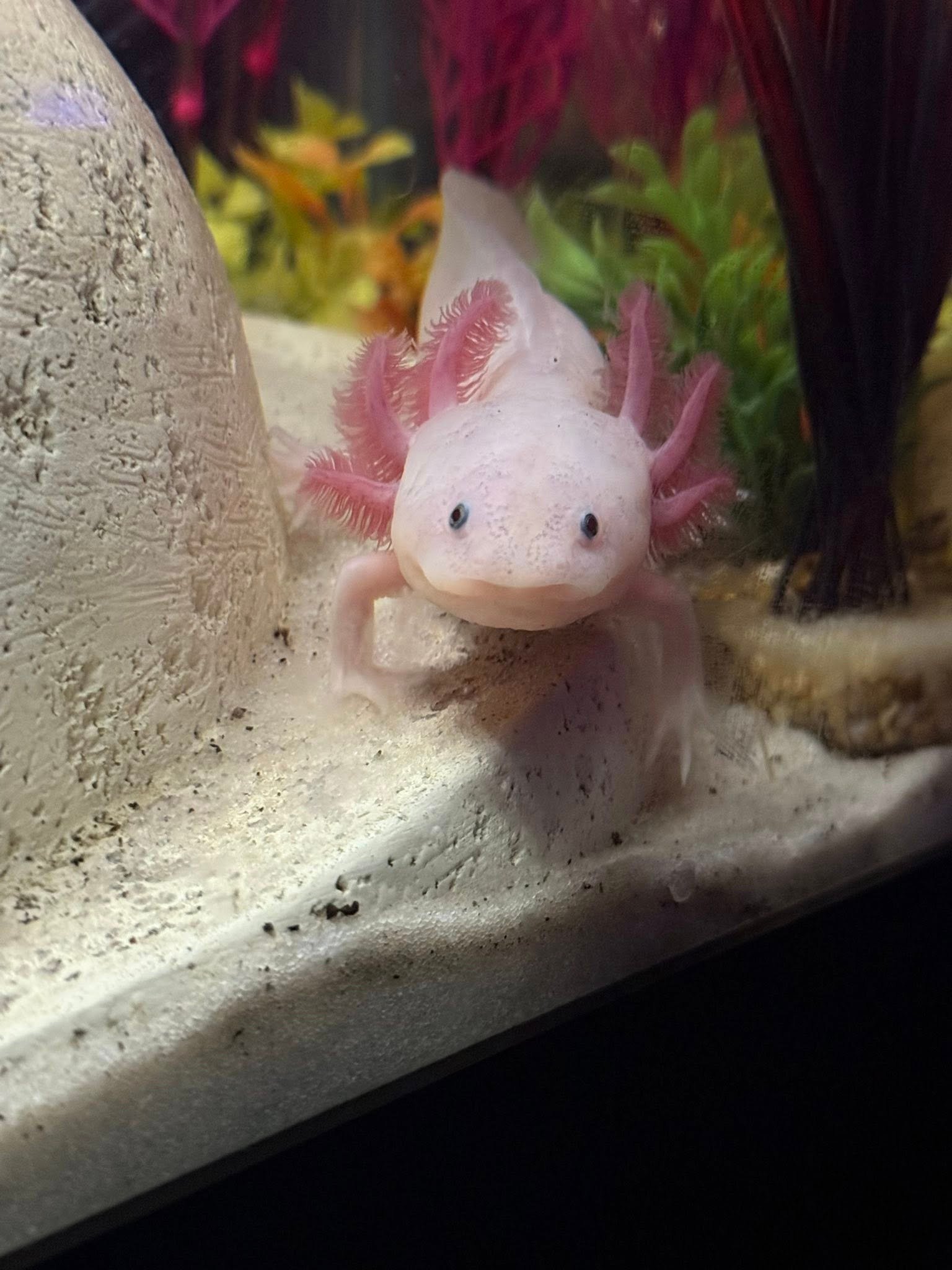 Axolotls Thriving in the Wild of Mexico After Captive Breeding