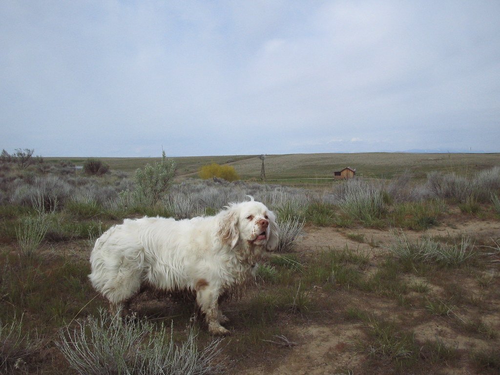 Living with a Clumber Spaniel: Home Life and Family
