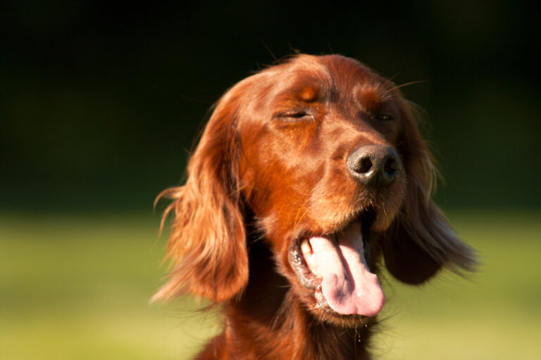 Sniffles, Scratches & Sneezes: Helping Pets with Allergies Feel Better