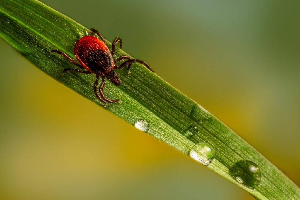 A tick, one of the causes for dogs to get itchy skin. (image credits: pixabay)
