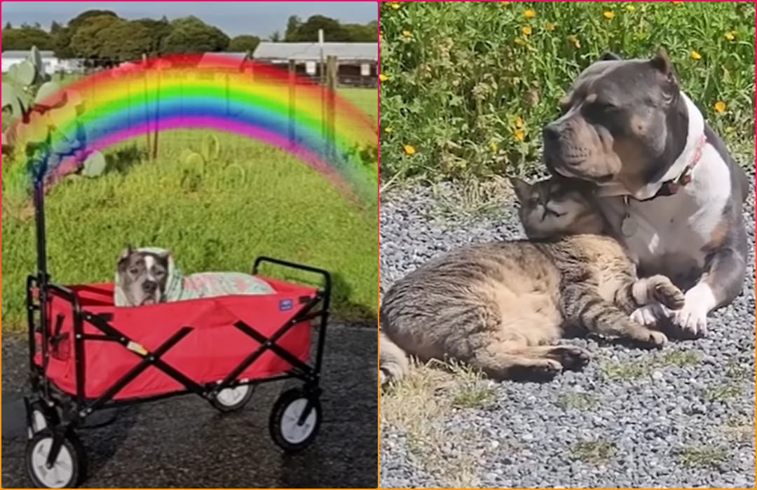 Gentle Pittie Sends Cat a New BFF After Crossing The Rainbow Bridge