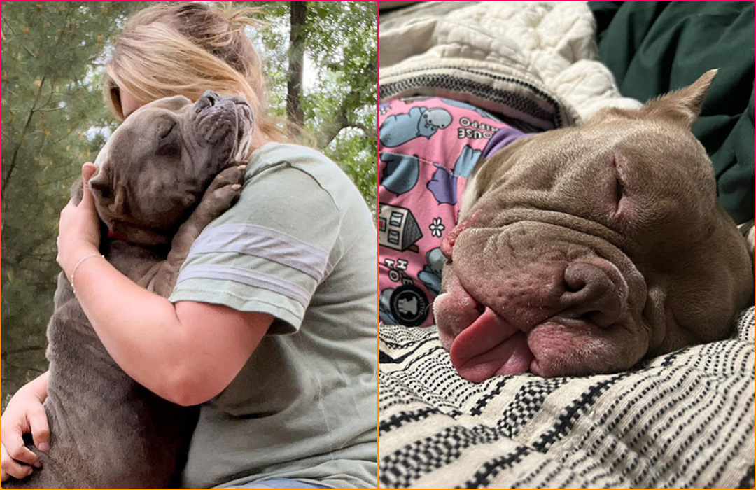 Adorable Pitbull Can’t Stop Hugging His Foster Mom