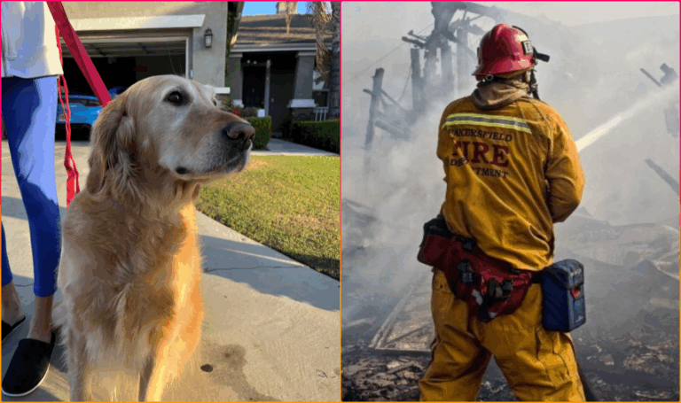 Golden Retriever Lauded by Firefighters for Saving Family from Fire in Bakerfield California