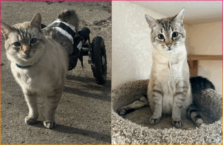 Paralyzed Kitty Fitted with Wheels Now Zooms Around Like a Pro