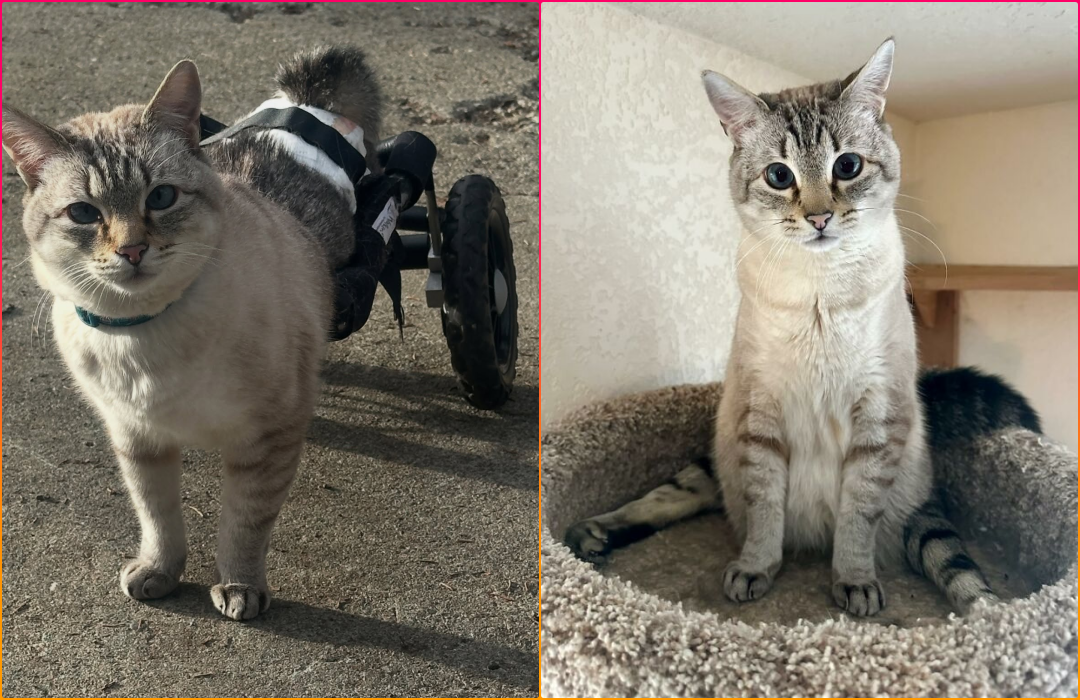 Paralyzed Kitty Fitted with Wheels Now Zooms Around Like a Pro