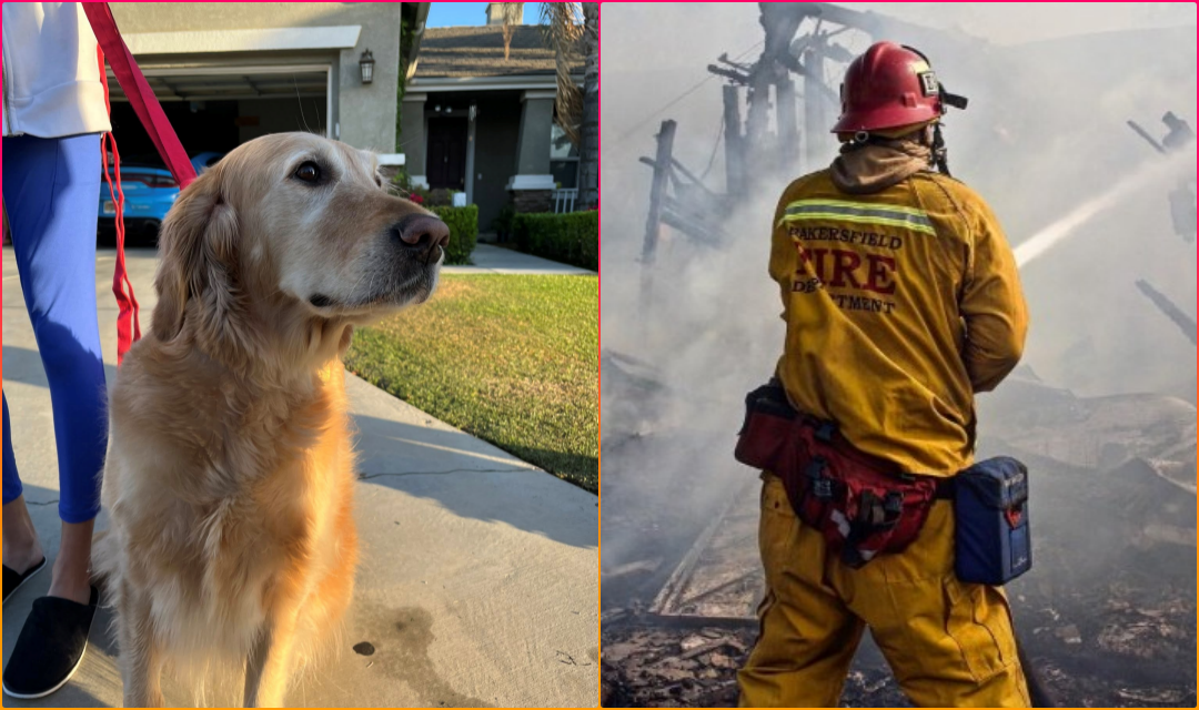 Golden Retriever Lauded by Firefighters for Saving Family from Fire in Bakerfield California