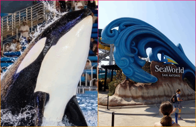 SeaWorld Antonio Announces Death of Youngest Orca Kamea