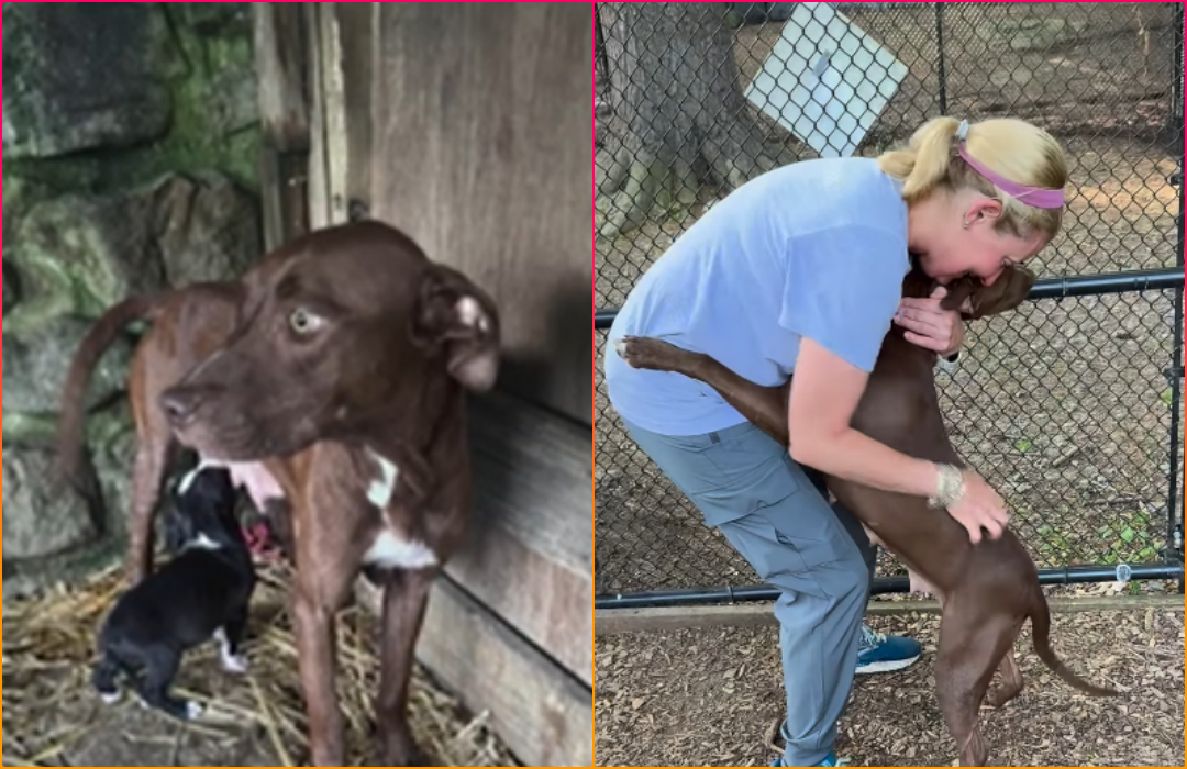 Starving Mama Dog Chose Her Puppies Over Herself—Until Help Finally Came