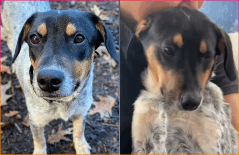 Adopted Dog Returned To Shelter After 72 Hours Finaly Finds Forever Home