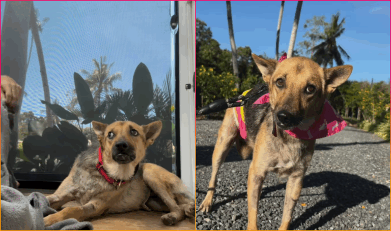 Grievously Injured and Abused Dog Mistrusting of Humans is Finally Adopted by Rescuer