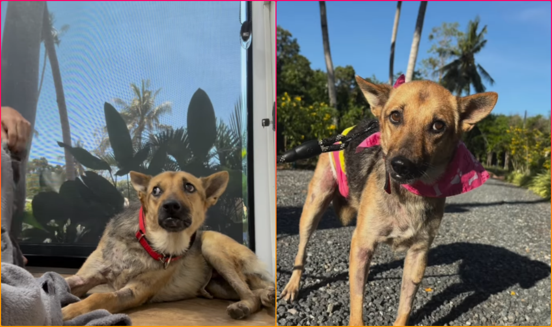 Grievously Injured and Abused Dog Mistrusting of Humans is Finally Adopted by Rescuer