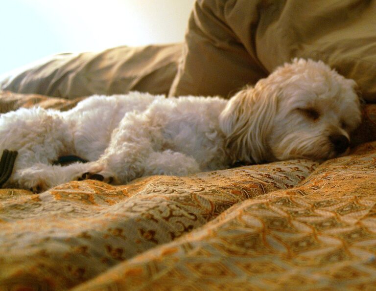 A Sleepover That Changed Everything: How One Night Gave a Shelter Dog Her Forever Home