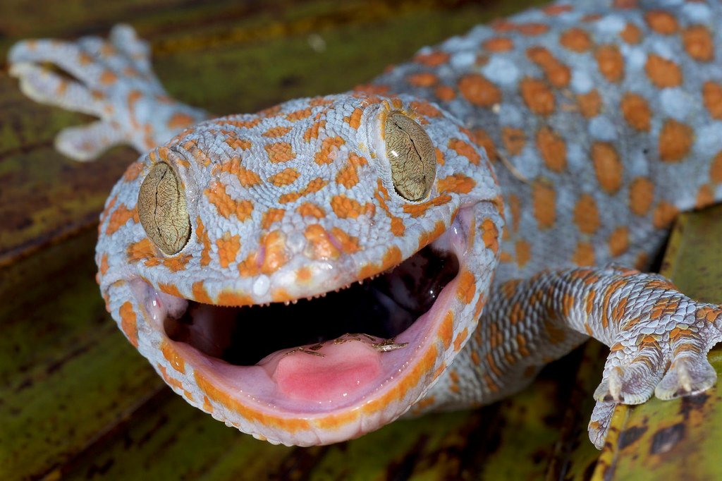 New Study Reveals Reptiles Can Hear With Their Balance Organs