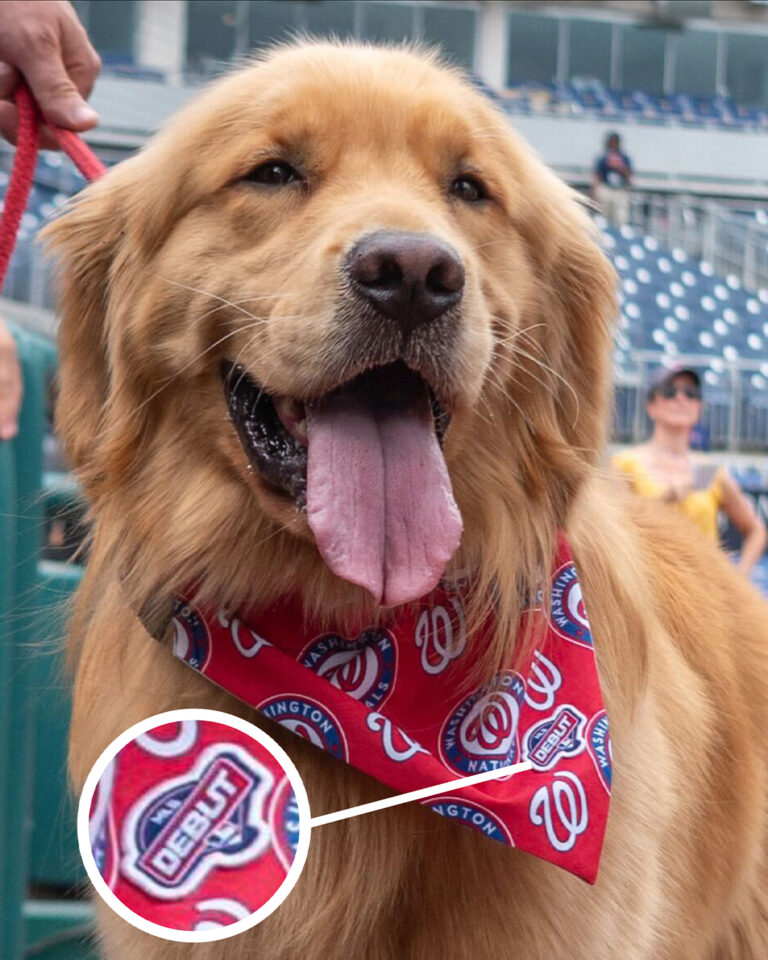 Bruce the Bat Dog Makes MLB Debut with the Nationals—and Steals the Show