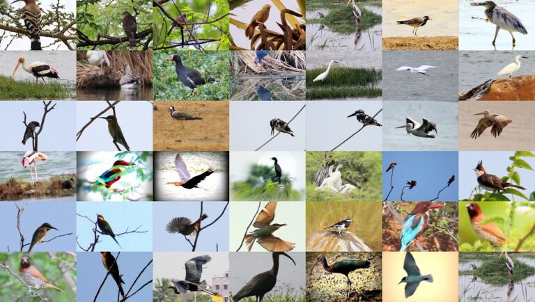 Scientists Map the Evolutionary History of Every Known Bird Species
