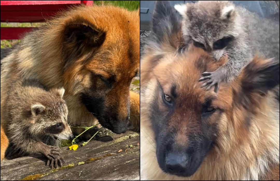Gentle German Shepherd Adopts Baby Raccoon—Their Bond Is the Sweetest Thing You’ll See Today