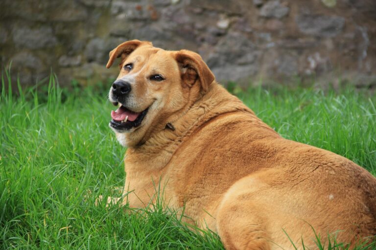 The Hidden Dangers of Obesity in Dogs – How to Fight It