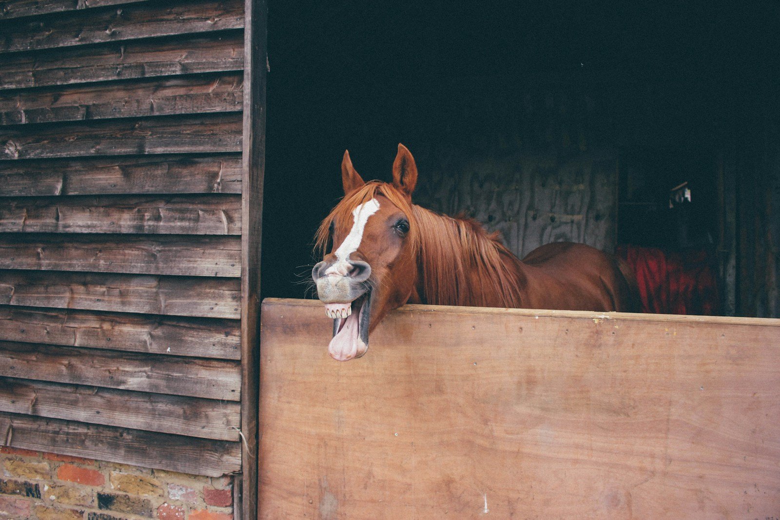 Reading the Room: What Horse Faces Reveal About Their Feelings