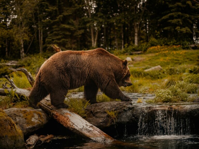 a brown bear walking across a river next to a forest
