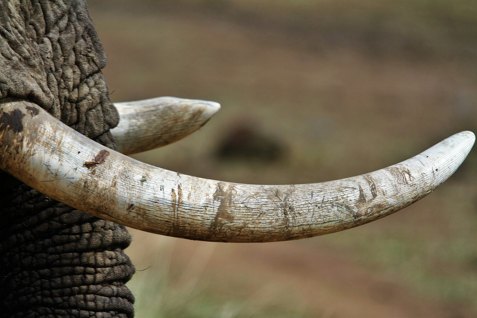 Illegal Ivory Sales Exposed in Pennsylvania: Hundreds of Items Found Across 27 Counties