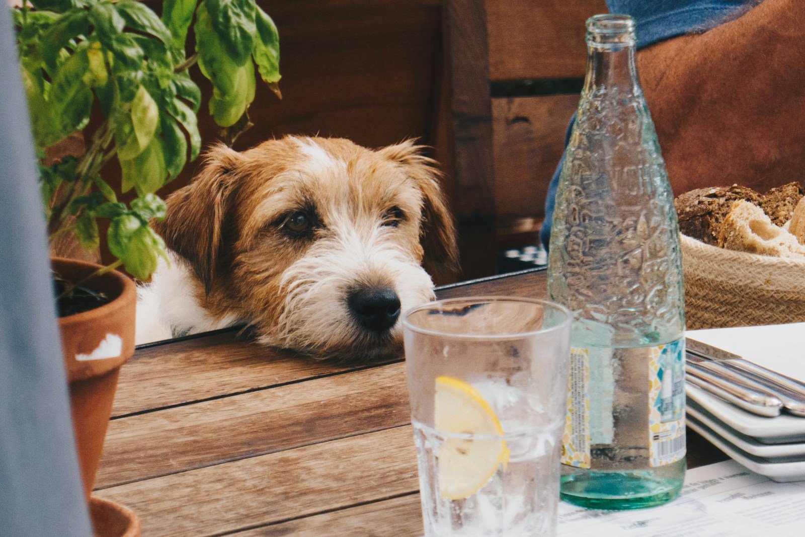 Sorry, Fido — Not All Snacks Are for Sharing