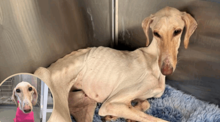 Emaciated and Left to Die—Female Dog is Finally Home