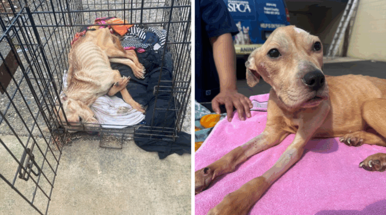 Abandoned Dog Rescued From Crate Makes Stunning Recovery