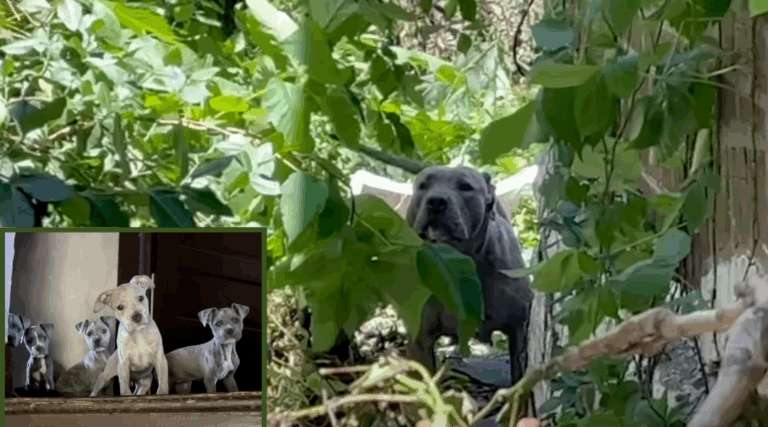 Seven Abandoned Puppies Found Hiding in Crumbling Home After Tornado
