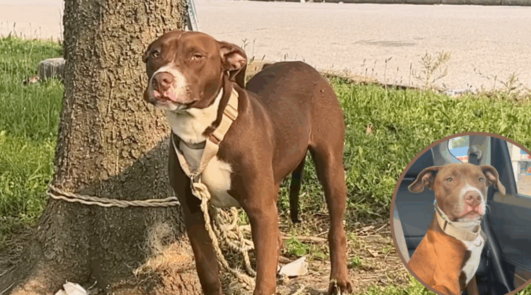 Abandoned Pittie Tied to a Tree Gets a Second Chance