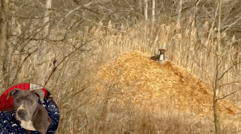 Dog Abandoned on Hiking Trail Waits 5 Days for Family That Never Returns