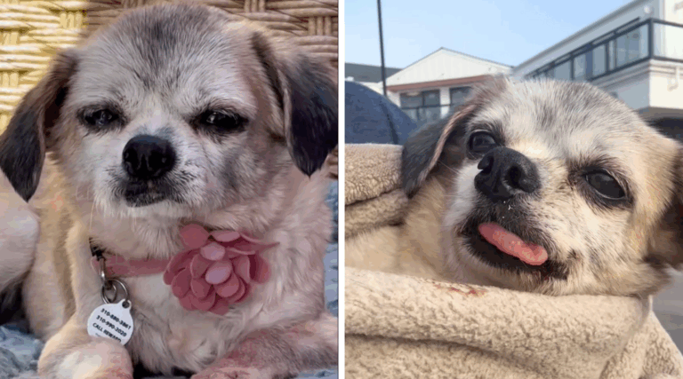 Abandoned Senior Dog Owners Tracked Through Microchip But They Refuse To Take Her Back