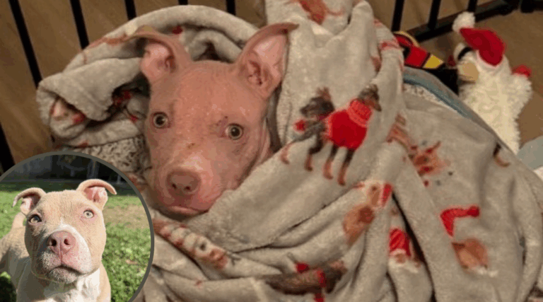 Abandoned and Hairless Puppy Rescued Just in Time—Now Finds His Forever Home
