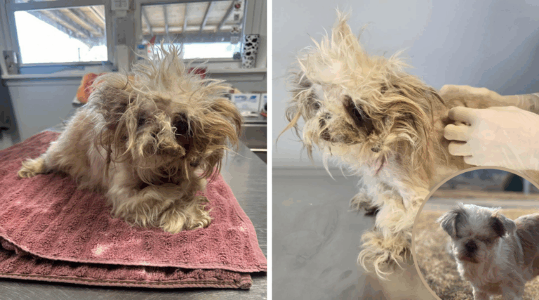 Blind and Matted Dog Rescued Near Gas Station Finds Her Forever Home