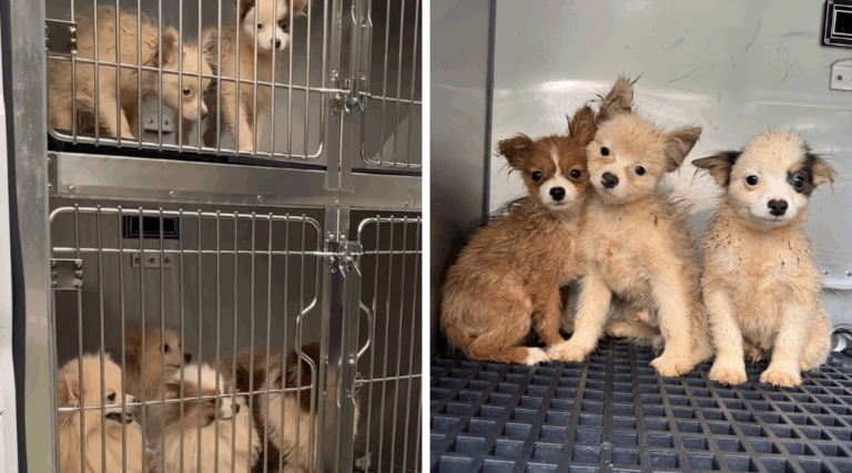 101 Dogs Rescued from Filthy Conditions in North Carolina Home