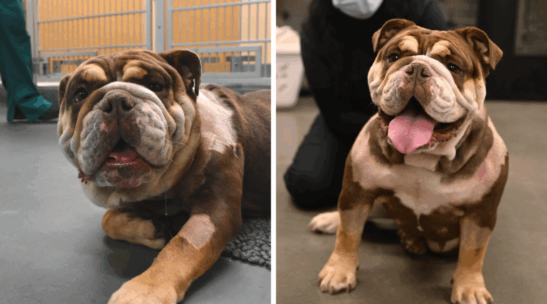 Neglected Bulldog Nearly Lost Her Head—Now She’s Learning to Love Again
