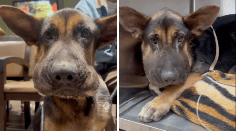 Swollen and Alone, Dog Dumped at the ER Gets the Love He Needed Most