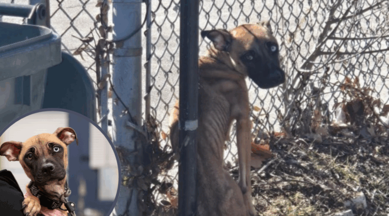 Tied to a Fence and Left to Die, Little Dog is Barely Manages to Survive