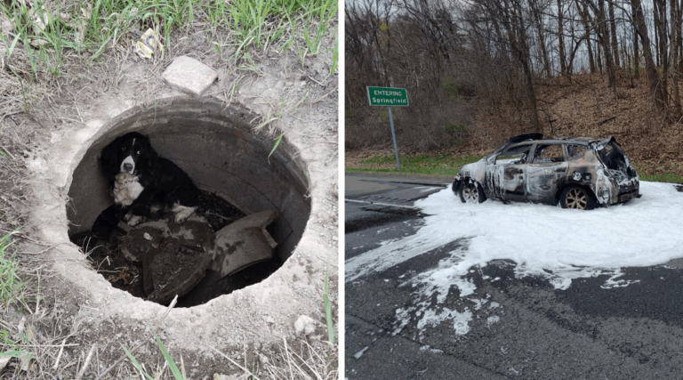 Car Fire Leads Firefighters to Long-Lost Dog Trapped in Storm Drain